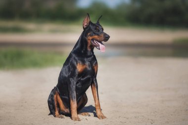 Bir köpek portresi Doberman Pinscher