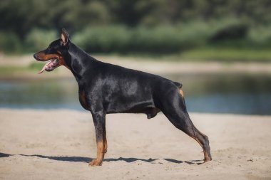 Bir köpek portresi Doberman Pinscher
