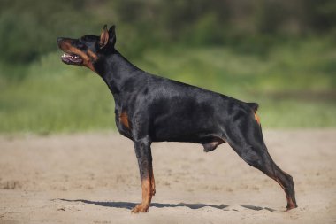 Bir köpek portresi Doberman Pinscher