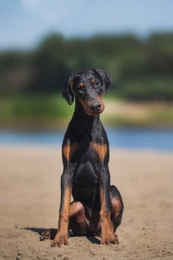  Doberman Pinscher köpek yavrusu.
