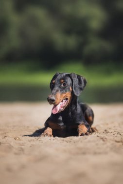  Doberman Pinscher köpek yavrusu.
