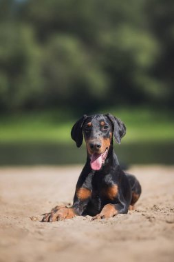  Doberman Pinscher köpek yavrusu.