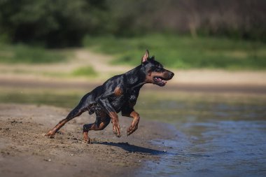 Doberman Pinscher 'in köpeği sahilde koşuyor.