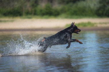 Doberman Pinscher 'in köpeği sahilde koşuyor.