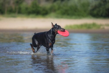 Doberman Pinscher 'in köpeği sahilde koşuyor.