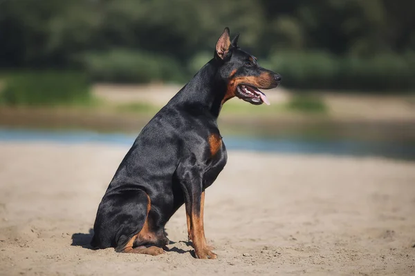 狗的肖像Doberman Pinscher — 图库照片