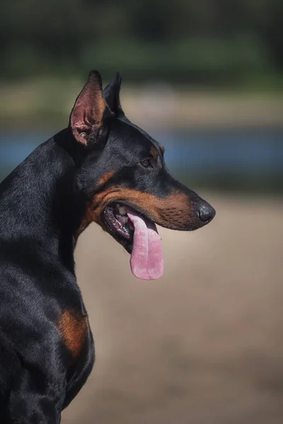 Портрет Собаки Добермана Пинчера — стоковое фото