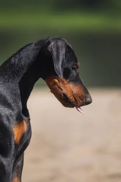 Doberman Pinscher Cachorro Perro —  Fotos de Stock