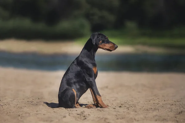 Doberman Pinscher Köpek Yavrusu — Stok fotoğraf