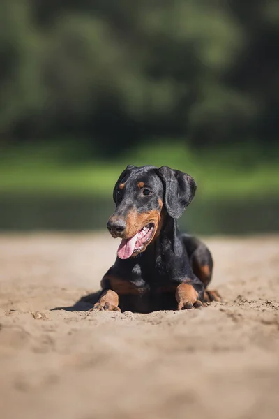 Doberman Pinscher Dog Puppy — Stock Photo, Image