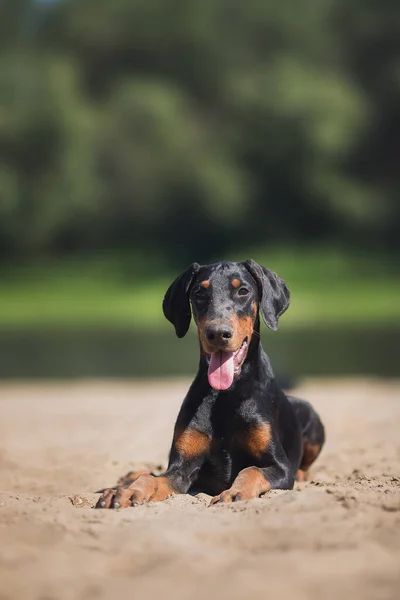 Chiot Chien Doberman Pinscher — Photo