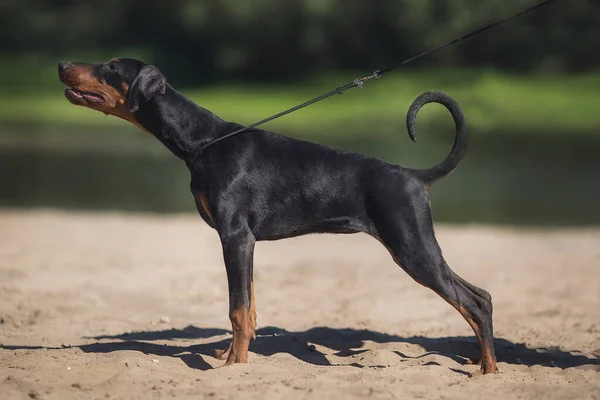 Doberman Pinscher Hund Valp — Stockfoto