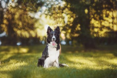 Sınır çoban köpeği siyah beyaz köpek