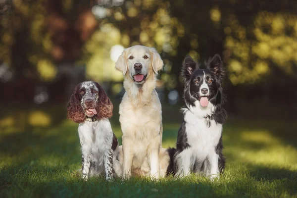 Cão Animal Estimação Golden Retriever Spaniel Fronteira Collie — Fotografia de Stock