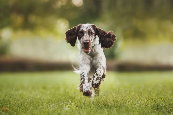 Pies Angielski Springer Spaniel — Zdjęcie stockowe