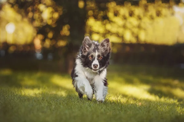 Border Collie Chien Noir Blanc — Photo