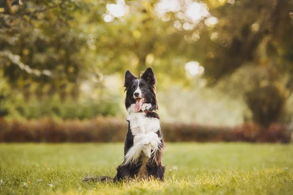 Ohraničení Kolie Černobílý Pes — Stock fotografie