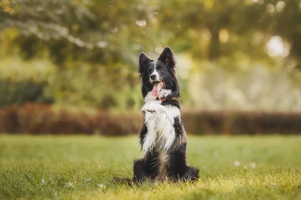 Határ Collie Fekete Fehér Kutya — Stock Fotó