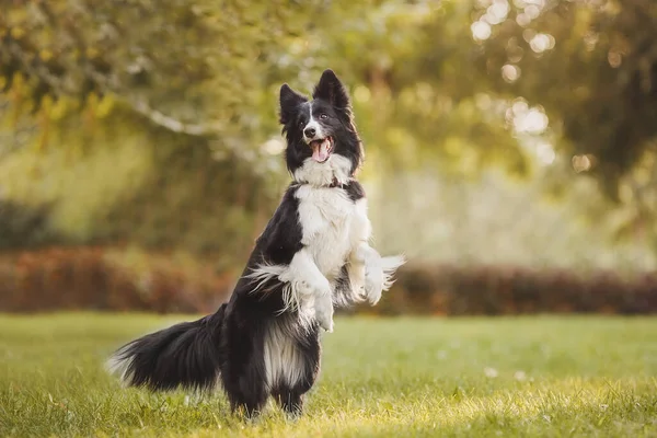 Border Collie Perro Blanco Negro —  Fotos de Stock