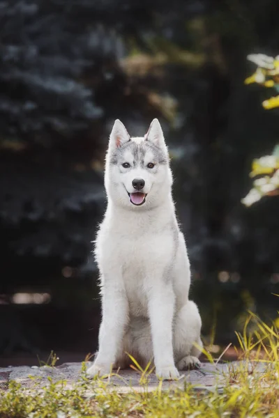 Perro Siberian Husky Cachorro —  Fotos de Stock