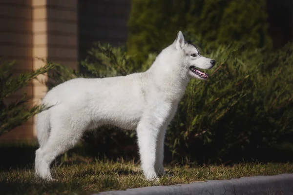 Pies Syberyjski Husky Szczeniak — Zdjęcie stockowe