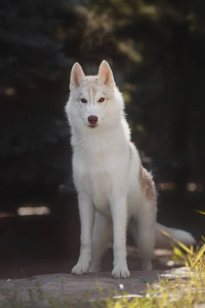 Perro Siberian Husky Cachorro —  Fotos de Stock