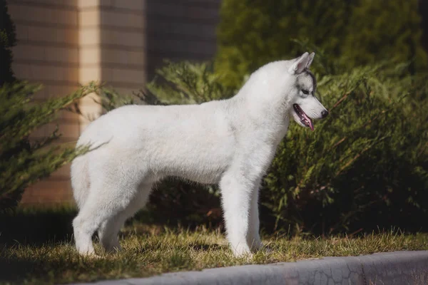 Pies Syberyjski Husky Szczeniak — Zdjęcie stockowe