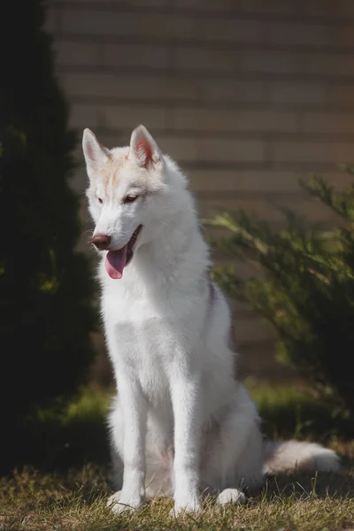 Pies Syberyjski Husky Szczeniak — Zdjęcie stockowe