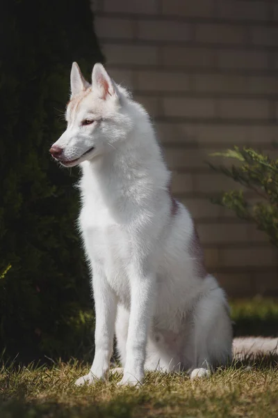 Perro Siberian Husky Cachorro —  Fotos de Stock