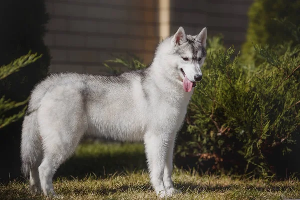 Dog Siberian Husky Puppy — Stock Photo, Image
