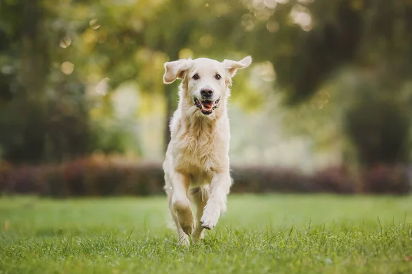 Hond Golden Retriever Lopen Rechtenvrije Stockfoto's