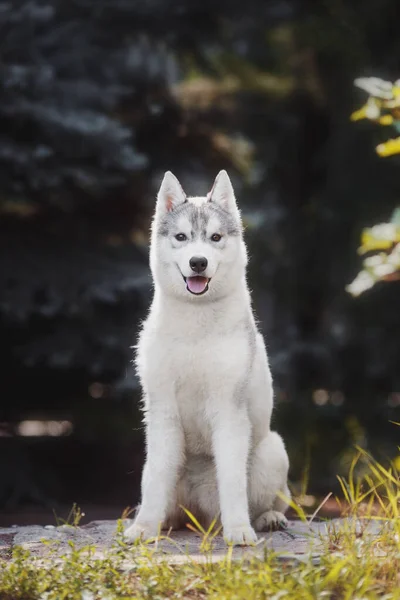 Hond Siberische Husky Puppy Stockafbeelding