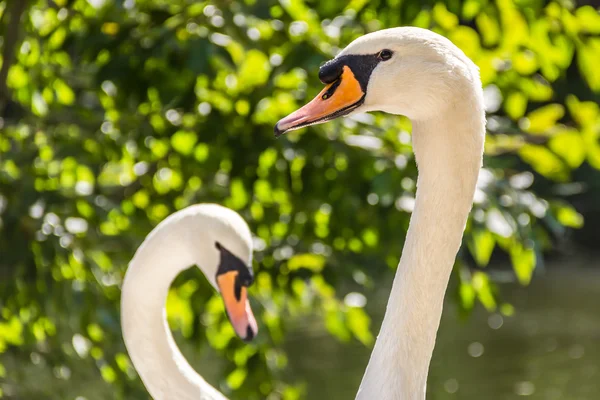 Dois cisnes em forma de coração — Fotografia de Stock