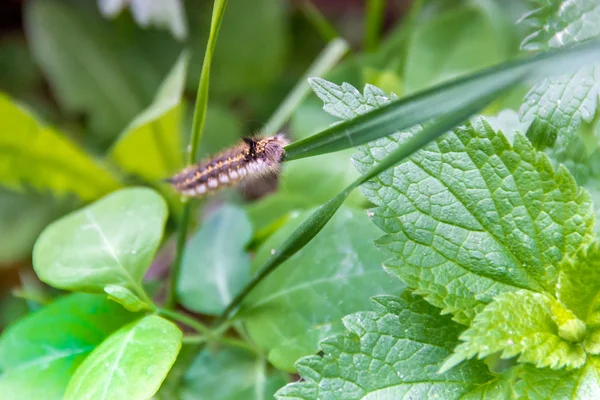Caterpillar üzerindeki yeşil ağaç yaprak