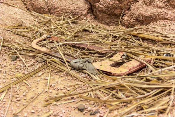 Lupa berkarat melihat di padang pasir Afrika kering — Stok Foto