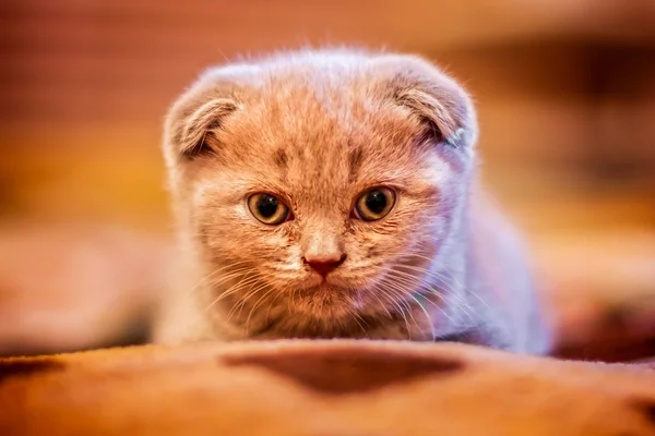 Yavru kedi kameraya bakıyor.