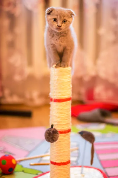 O gatinho subiu em um brinquedo — Fotografia de Stock