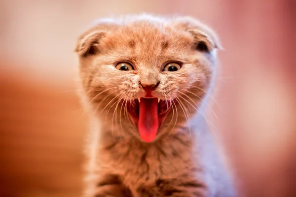 Yavru kedi yaygın esnemek