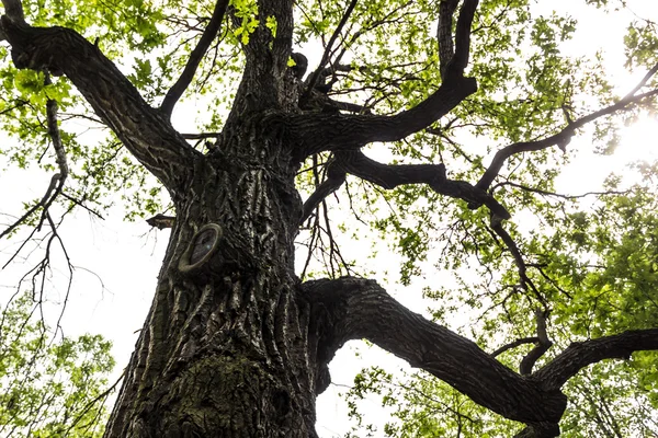 Bir kaç yaprakları ile hasta ağaç