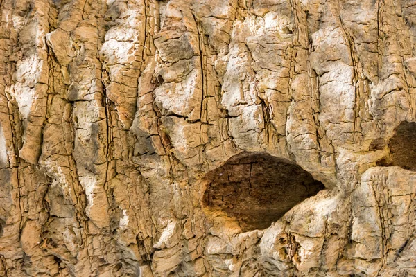 Background bark of a tree with a hole — Stock Photo, Image
