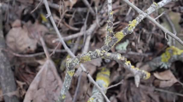 Ein einsamer verlassener Baum an einem stürmisch grauen Tag — Stockvideo