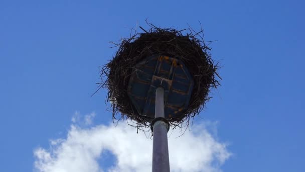 Osamělý opuštěné hnízdo se nachází uprostřed pole pšenice na bouřlivý šedivý den — Stock video