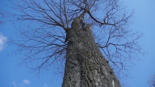 Een eenzame verlaten boom op een winderige grijze dag — Stockvideo