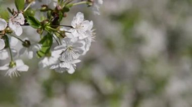 Doğu Avrupa'da çiçek açan elma ağacı