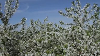 Doğu Avrupa'da çiçek açan elma ağacı