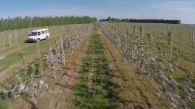 Doğu Avrupa'da çiçek açan elma ağacı