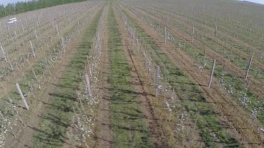 Doğu Avrupa'da çiçek açan elma ağacı