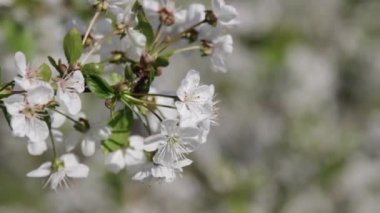 Doğu Avrupa'da çiçek açan elma ağacı 
