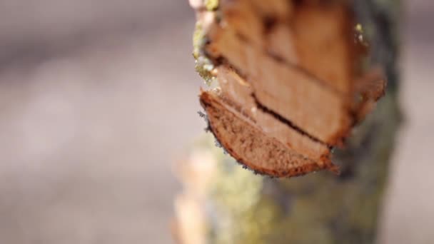 Ένα μοναχικό δέντρο εγκαταλελειμμένα κάθεται στη μέση ενός χωραφιού σιταριού σε θορυβωδώς γκρι ημέρα — Αρχείο Βίντεο