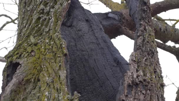 Un arbre abandonné solitaire par une journée gris blustery 